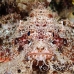 scorpionfish_papuan_nus_h_0705_png1785.jpg